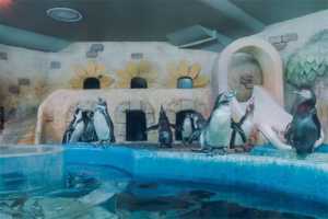 首尔COEX水族馆