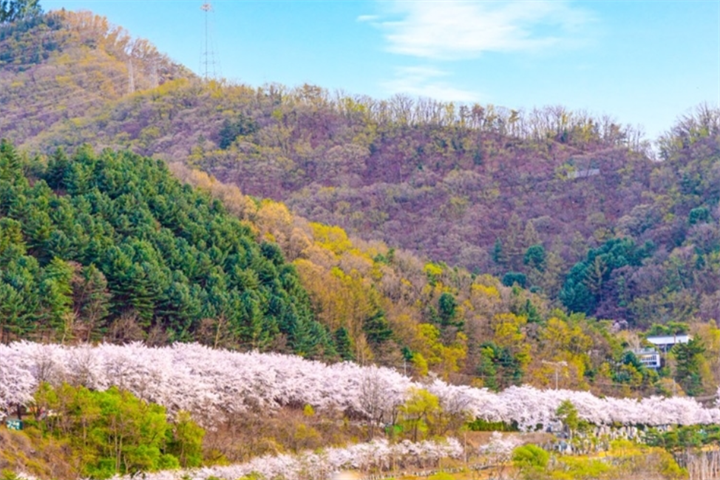 樱花2 樱花2