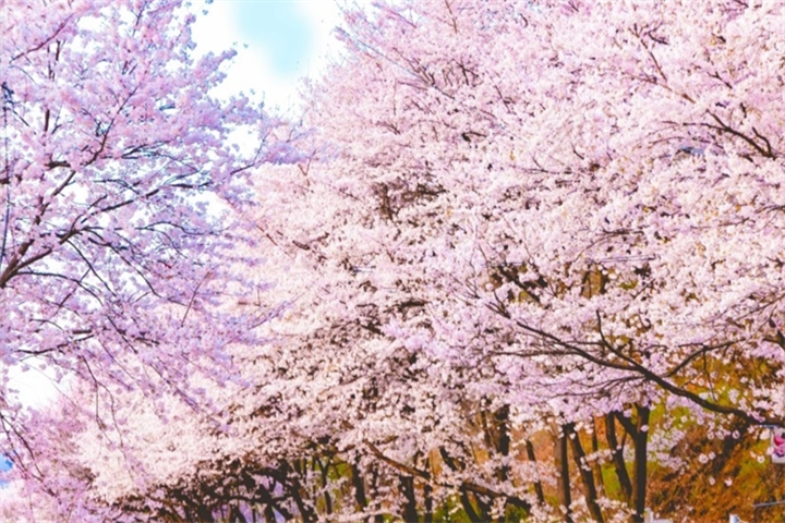 樱花1 樱花1
