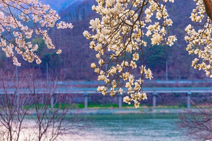 樱花3