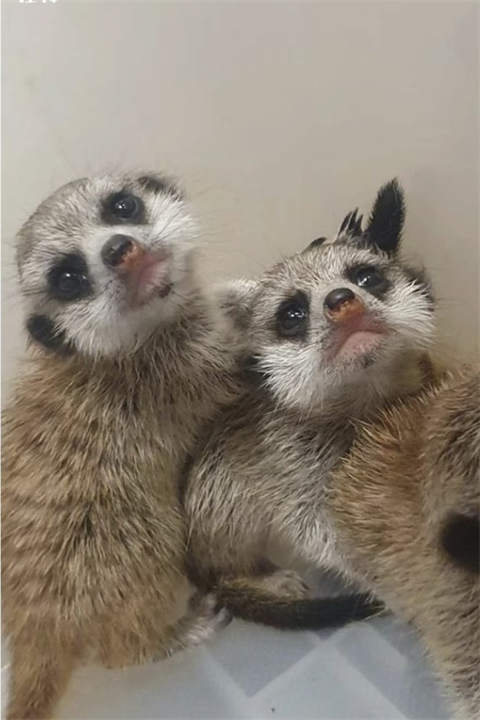 竖-狐獴