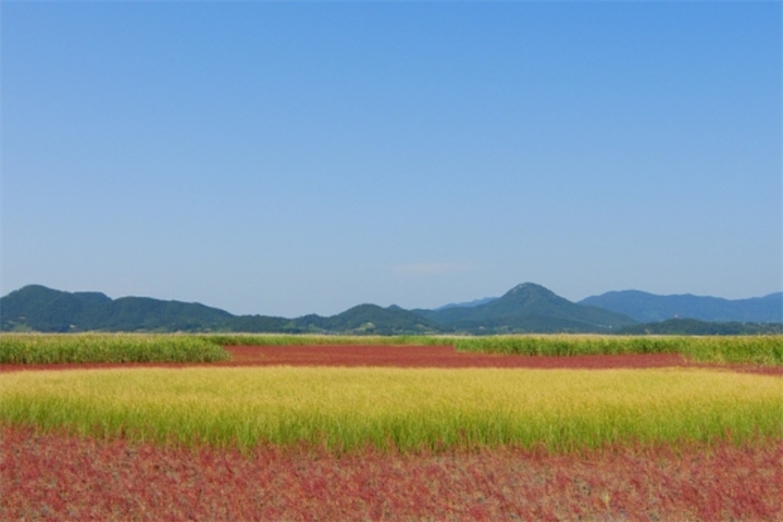 芦苇4