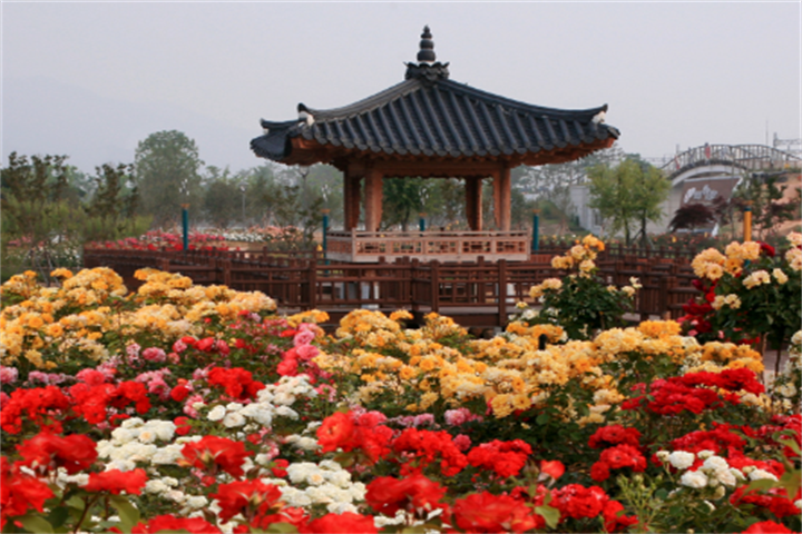 玫瑰园