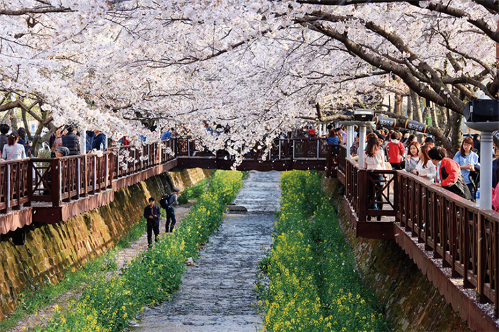 余佐川樱花
