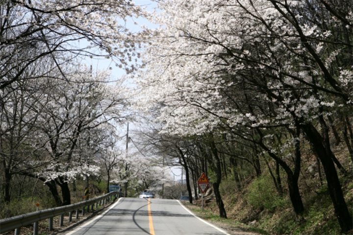 南汉城樱花路