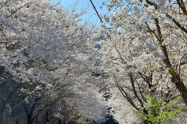 富贵里樱花1