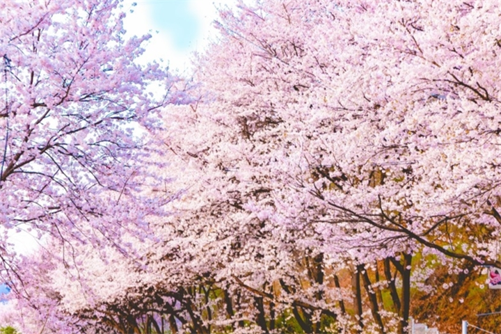 北汉江樱花路