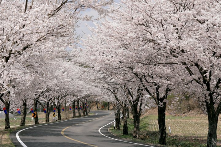 长谷寺樱花路1