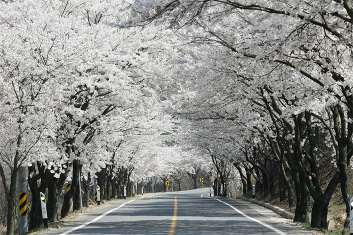 长谷寺樱花路3