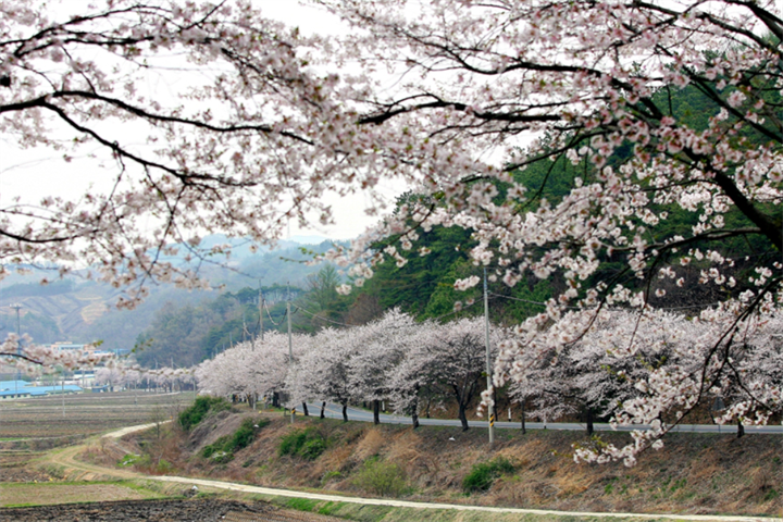 长谷寺樱花路2