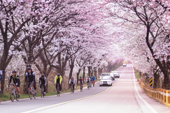 大清湖樱花路3