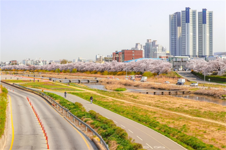 无心川樱花路3