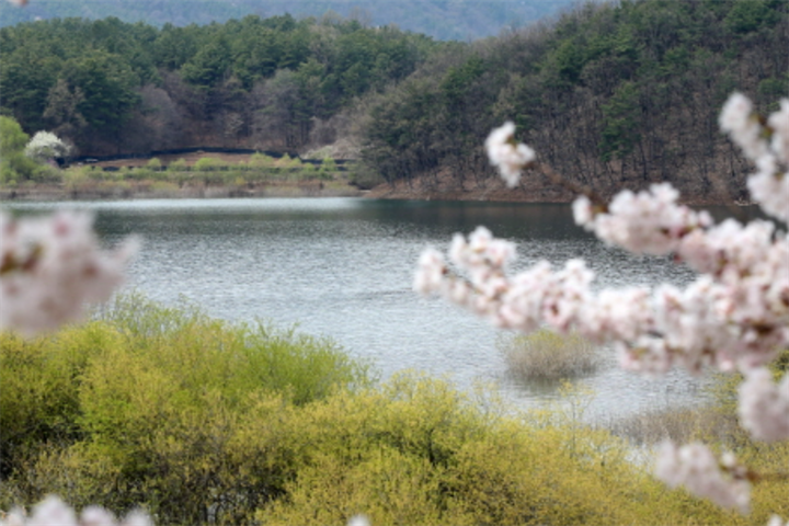 大清湖樱花路1