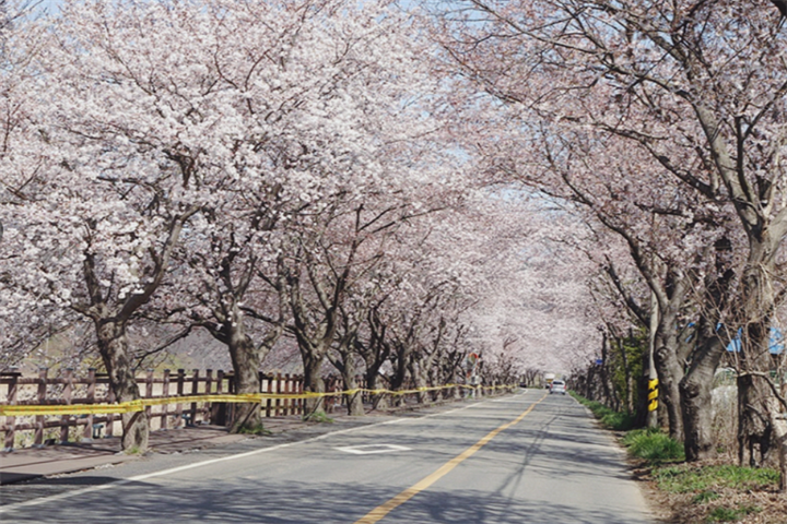 舟山樱花路2