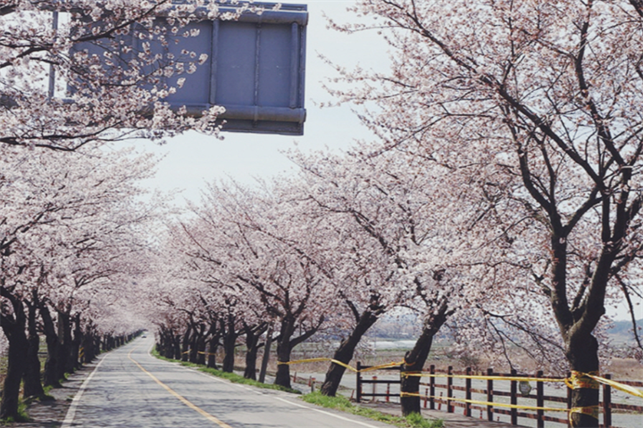 舟山樱花路1