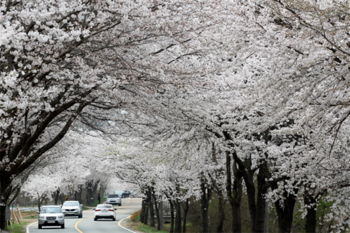 大清湖樱花路2