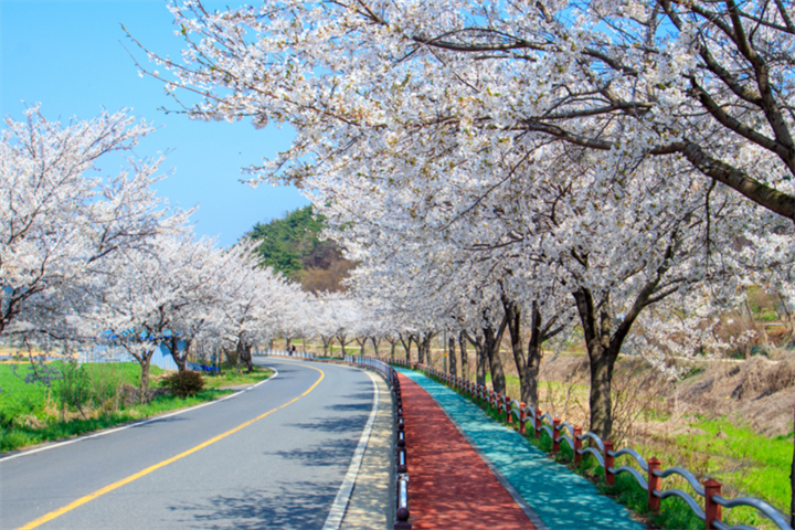光川樱花路1