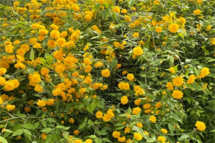 花2
