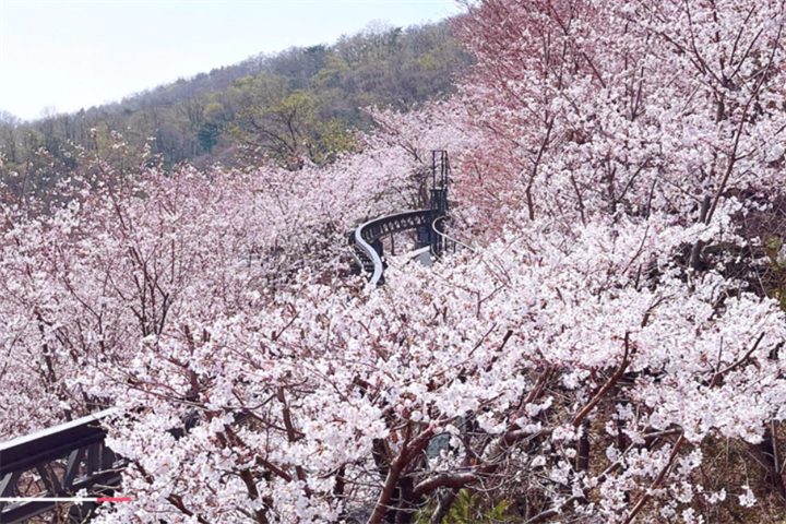 樱花3