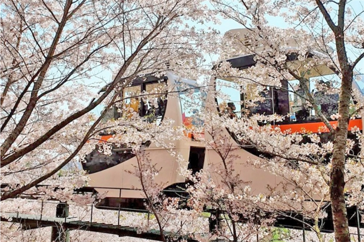 樱花5