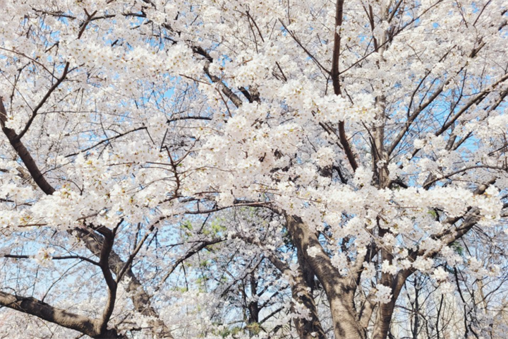 樱花1