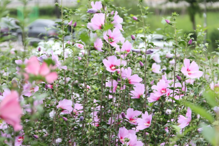 木槿花1