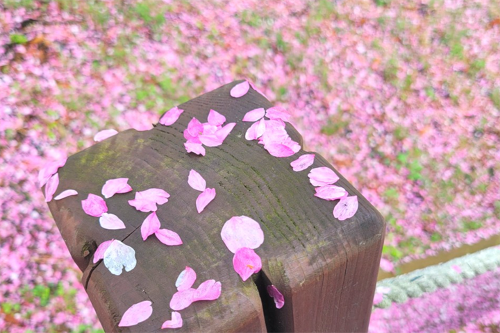 花瓣