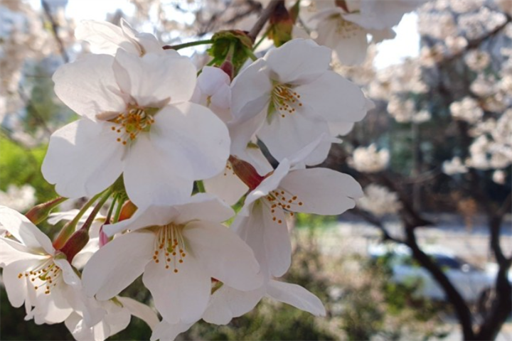 樱花4