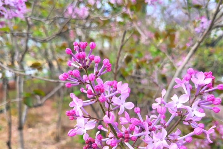 花4