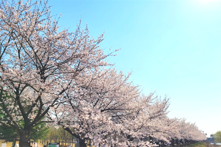 樱花2