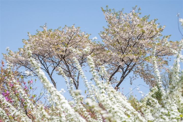 花1