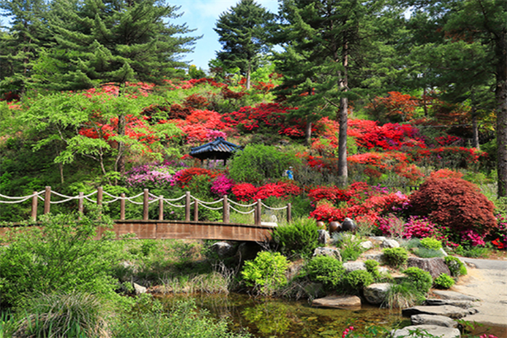 木槿花