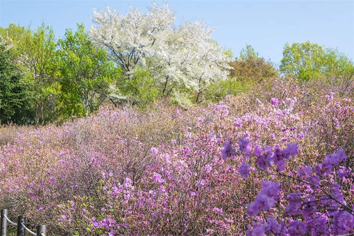 花4
