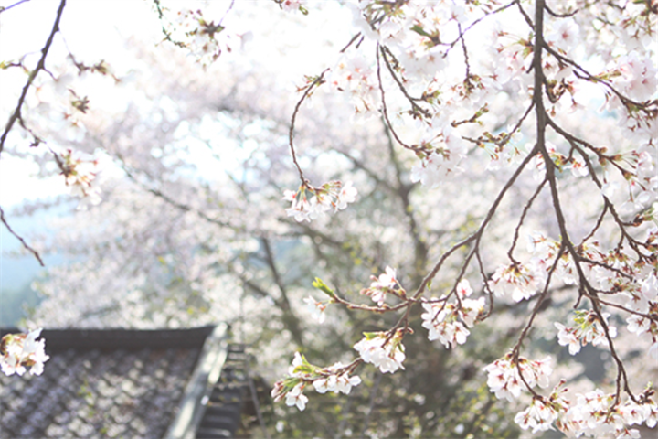 樱花1