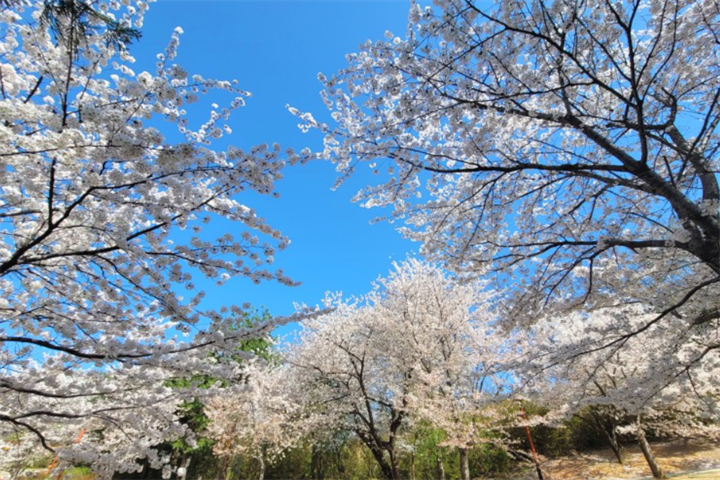江陵一日游赏花攻略