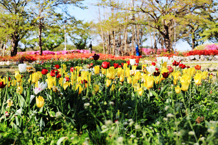 雪花公园4