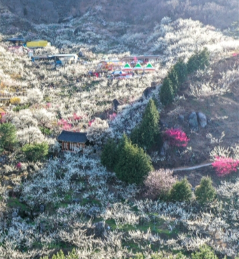 梅花来, 春暖花开的“光阳梅花节”