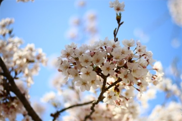 延世樱花1
