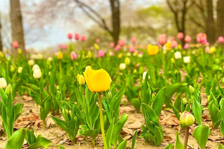 花1