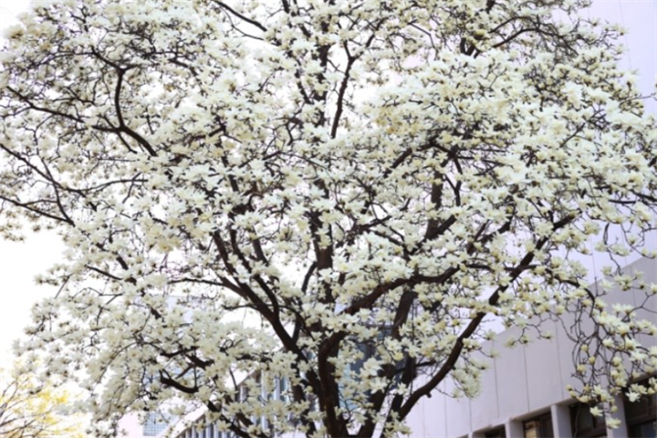延世樱花3