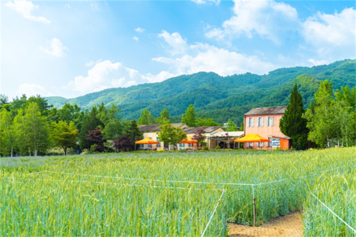 高城河妮薰衣草农场3 高城河妮薰衣草农场3