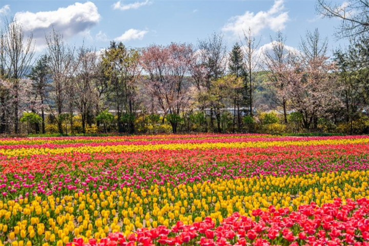 碧草池水木园3 碧草池水木园3
