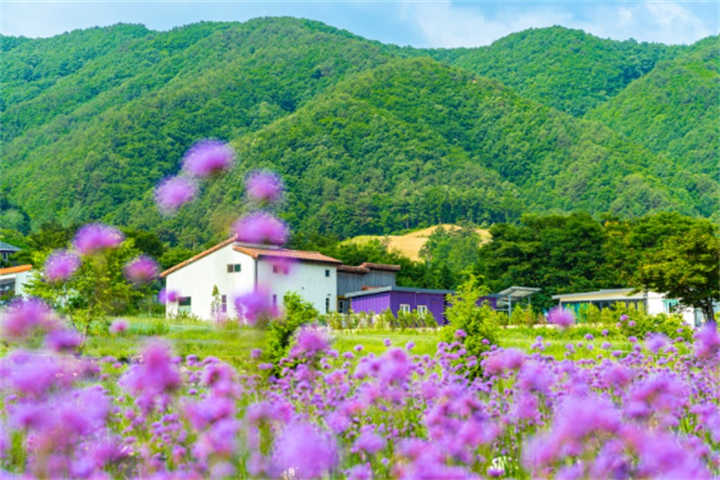 高城河妮薰衣草农场1 高城河妮薰衣草农场1