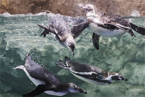 水原最好的水族馆光教Aqua Planet