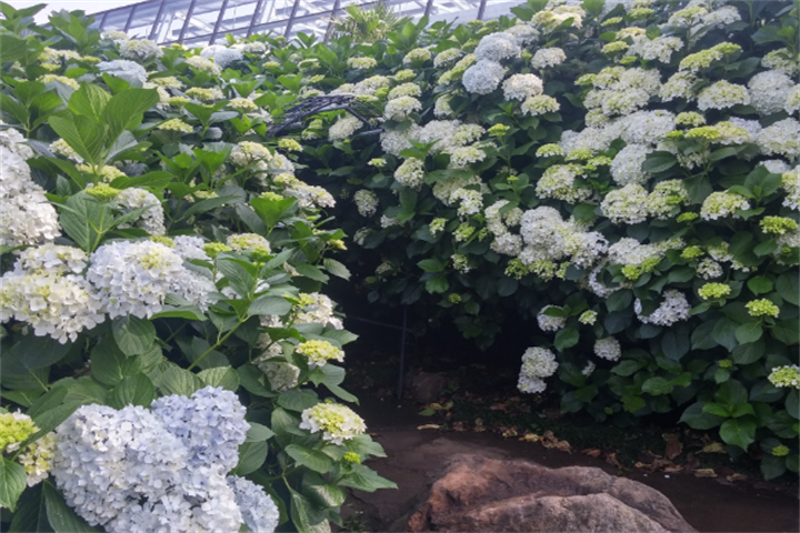 山茶花3