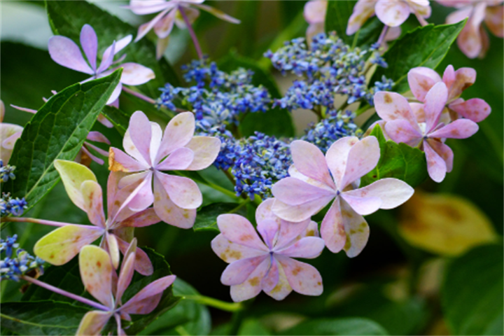 山茶花2