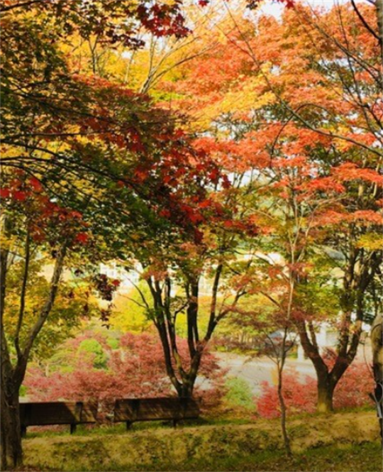 锦江树木园