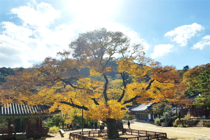 传灯寺3