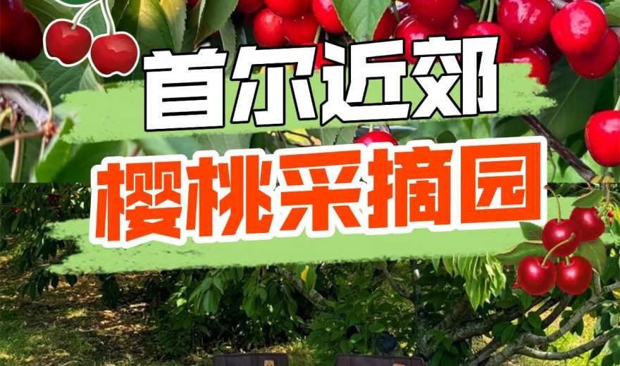 初夏限定！首尔近郊樱桃采摘，超出片！