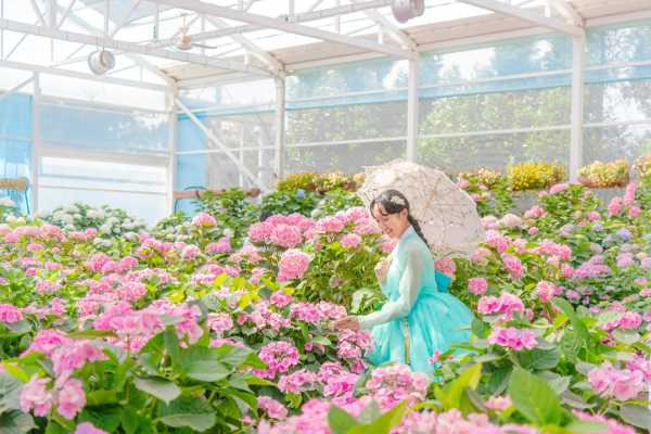 济州岛绣球花，12个绝美花海打卡地推荐